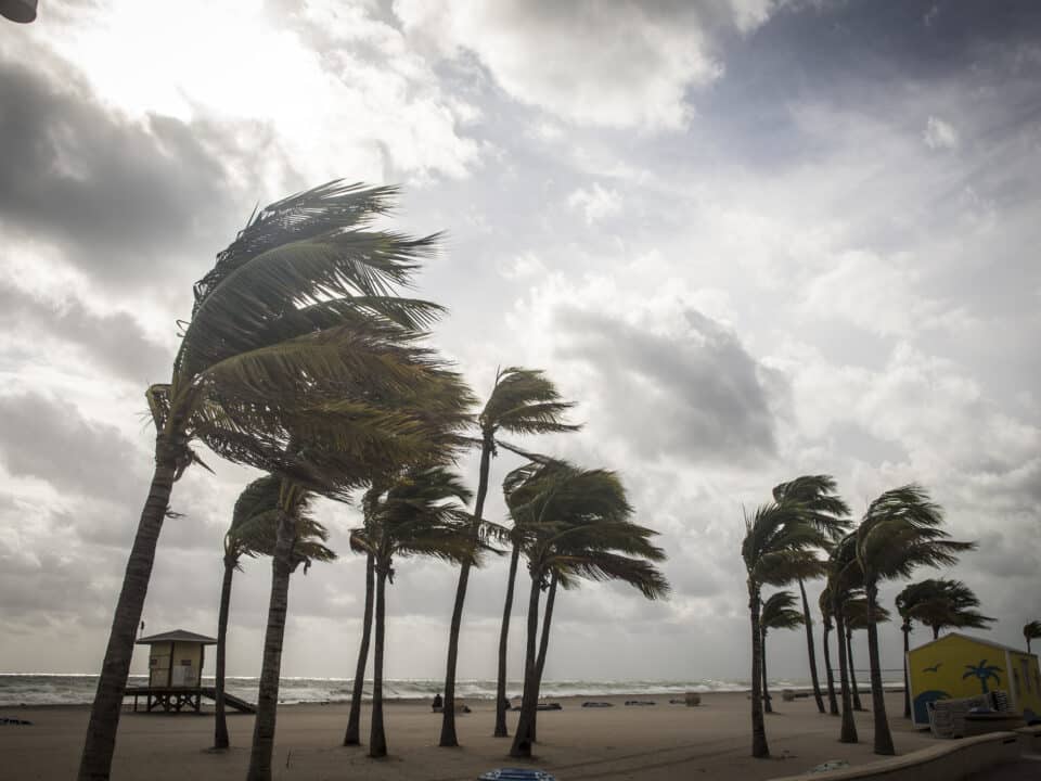 Palm Trees Before A Tropical Storm or Hurricane